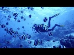 Suunto EON Core Wrist Dive Computer 15 Suunto EON Core Wrist Dive Computer -Aqua Dive Shop hqdefault 19 31 13533.1629904832